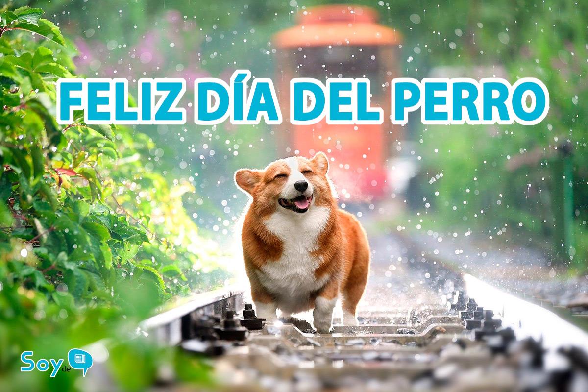 Como homenaje a su día, hemos recopilado seis perros que hicieron historia