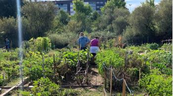 El Ayuntamiento ha recibido 373 solicitudes y, ante la gran demanda, ya prepara un nuevo proyecto para albergar más huertos urbanos
