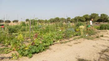 El Ayuntamiento ha abierto el plazo para poder solicitar uno de los huertos de 24m2