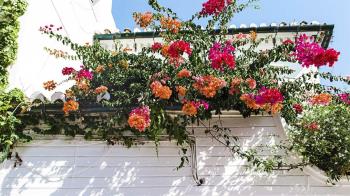 Un concurso premiará la mejor decoración floral natural en balcones, ventanas y terrazas