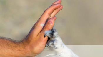 Las I Jornadas Prevención del Suicidio Cátedra Animales y Sociedad de la URJC se celebrarán el 10 de junio