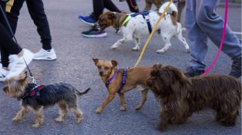 Éxito de participación en la primera Marcha Dog