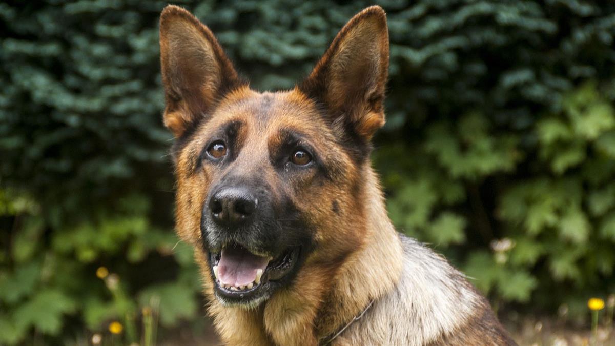 El Ayuntamiento de Parla pone en marcha la segunda edición del programa de intervención social asistida con perros