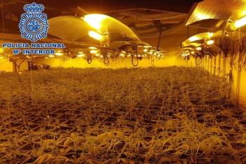 La plantación se encontraba en un chalet