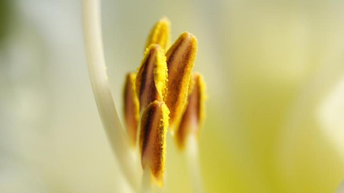 La Comunidad de Madrid ofrece reportes diarios sobre la previsión de la presencia de polen así como los días con niveles más altos