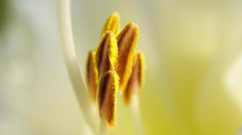 La Comunidad de Madrid ofrece reportes diarios sobre la previsión de la presencia de polen así como los días con niveles más altos