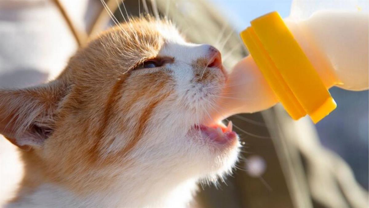 El objetivo es concienciar sobre la importancia de proteger a las colonias felinas