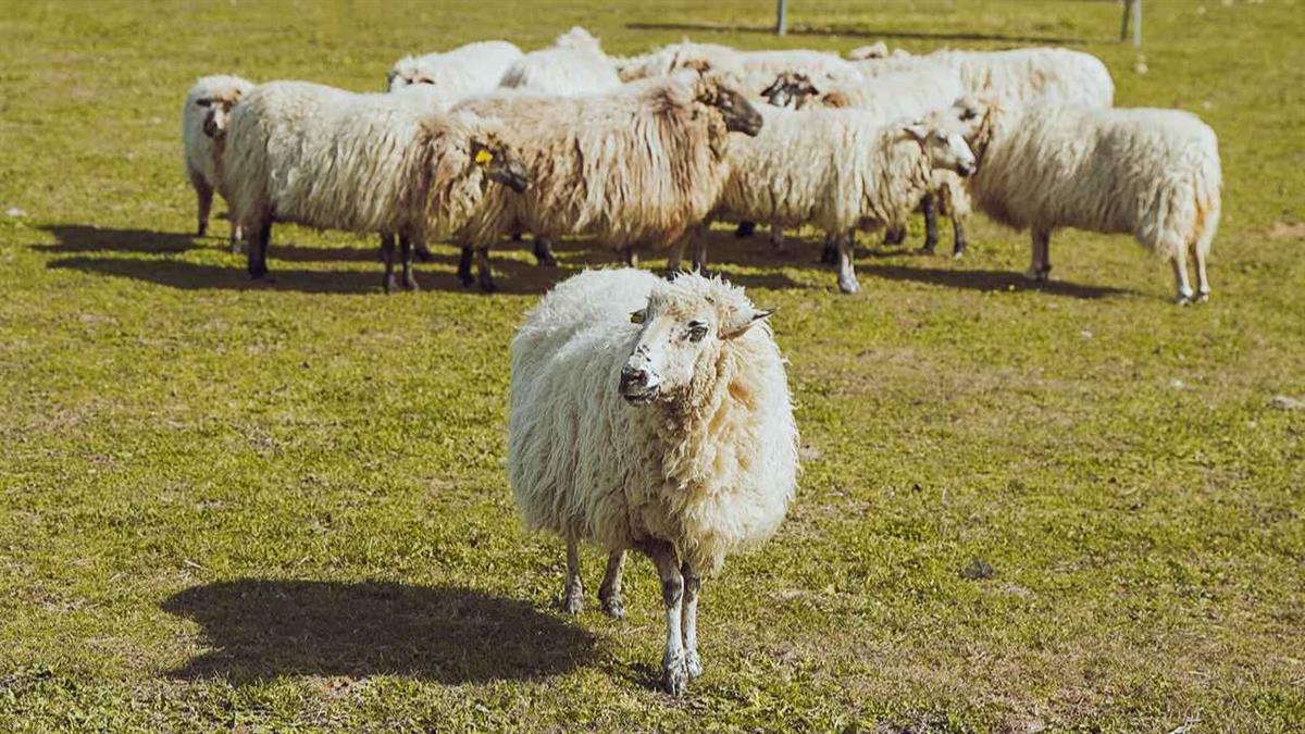 El Sábado de Pasión y Domingo de Ramos se podrá disfrutar de las Jornadas de Pastoreo, Feria de Quesos Artesanos, Pasión Viviente, Malnazidos y Sintonizados