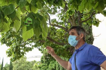 El ayuntamiento coloca 200.000 insectos para luchar contra los pulgones y la cochinilla algodonosa