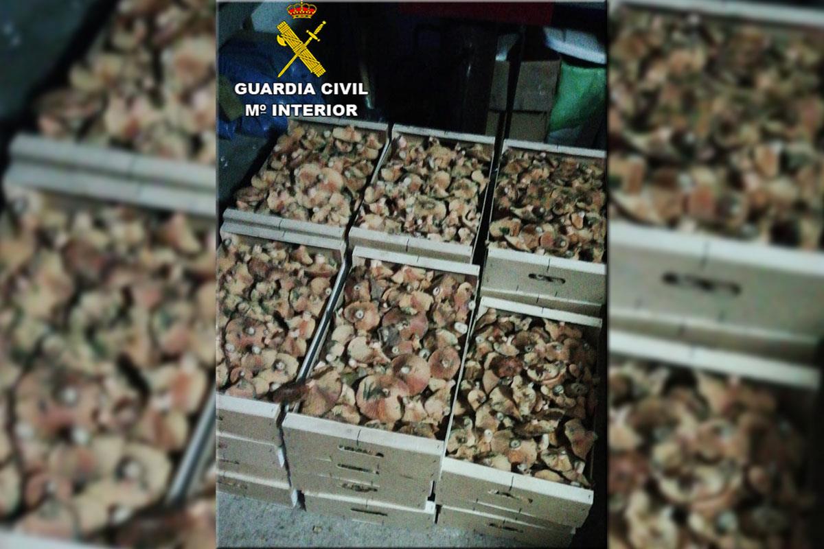 Viajaban con su mercancía desde Castilla y León, donde la recogida de setas está regulada