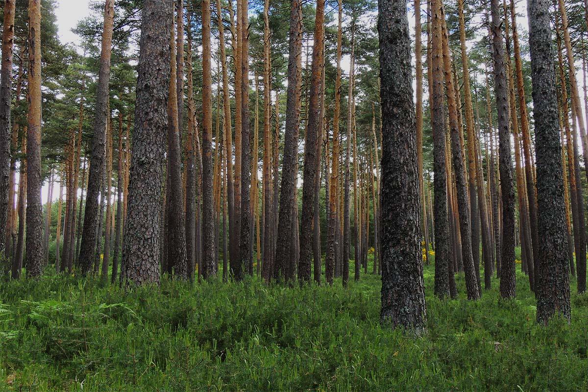 Se analizan alrededor de 10.500 parcelas permanentes con más de 236.000 árboles recogidos a lo largo de tres censos del Inventario Forestal Nacional (IFN)