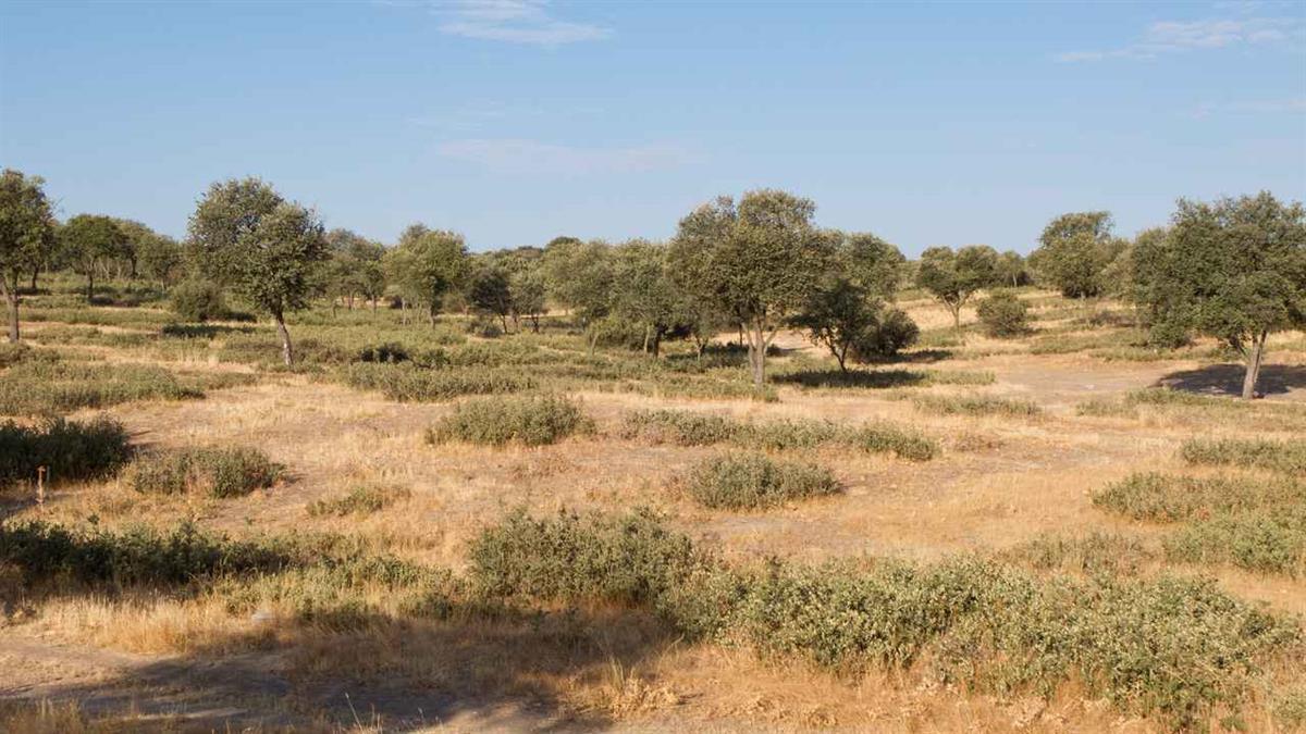 El partido de San Sebastián de los Reyes invita a los vecinos a disfrutar de esta actividad en familia 