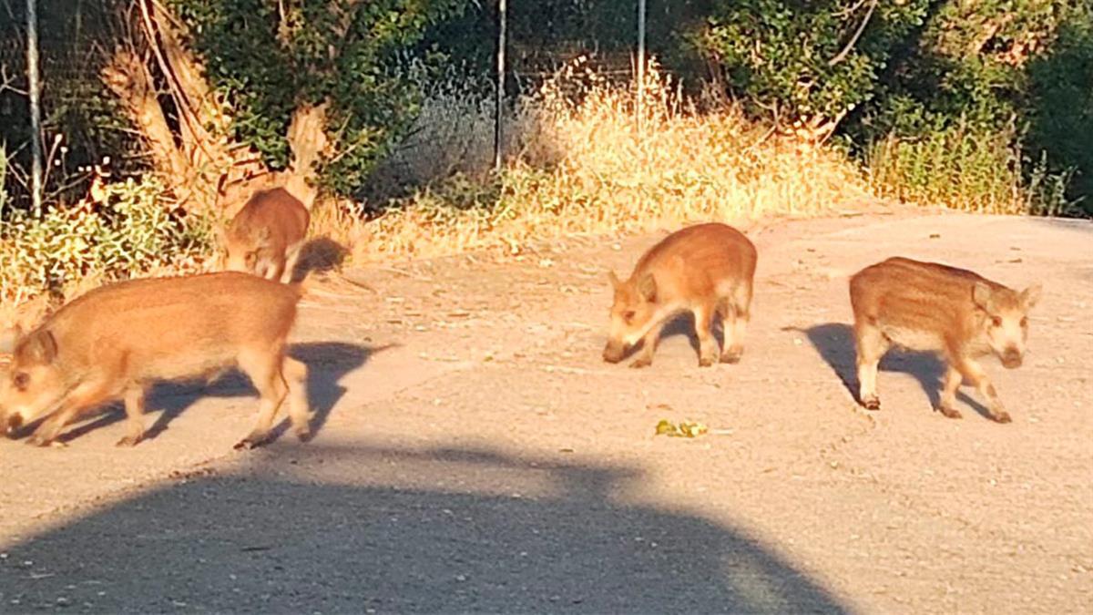 Estos animales no tienen ningún tipo de control veterinario y pueden ser un peligro para ciudadanos y sus mascotas
