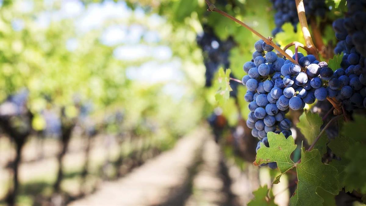 El IMIDRA ha organizado una jornada informativa sobre las técnicas de poda de la vid