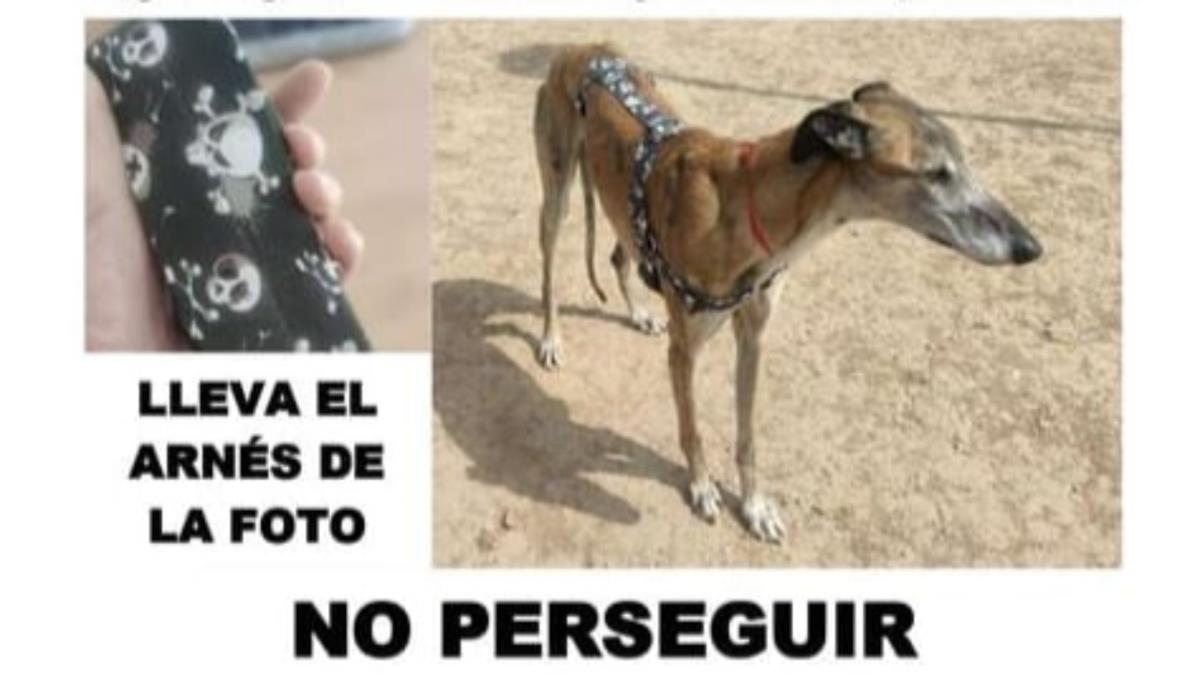La Asociación Somos Galgos piden la máxima difusión posible 