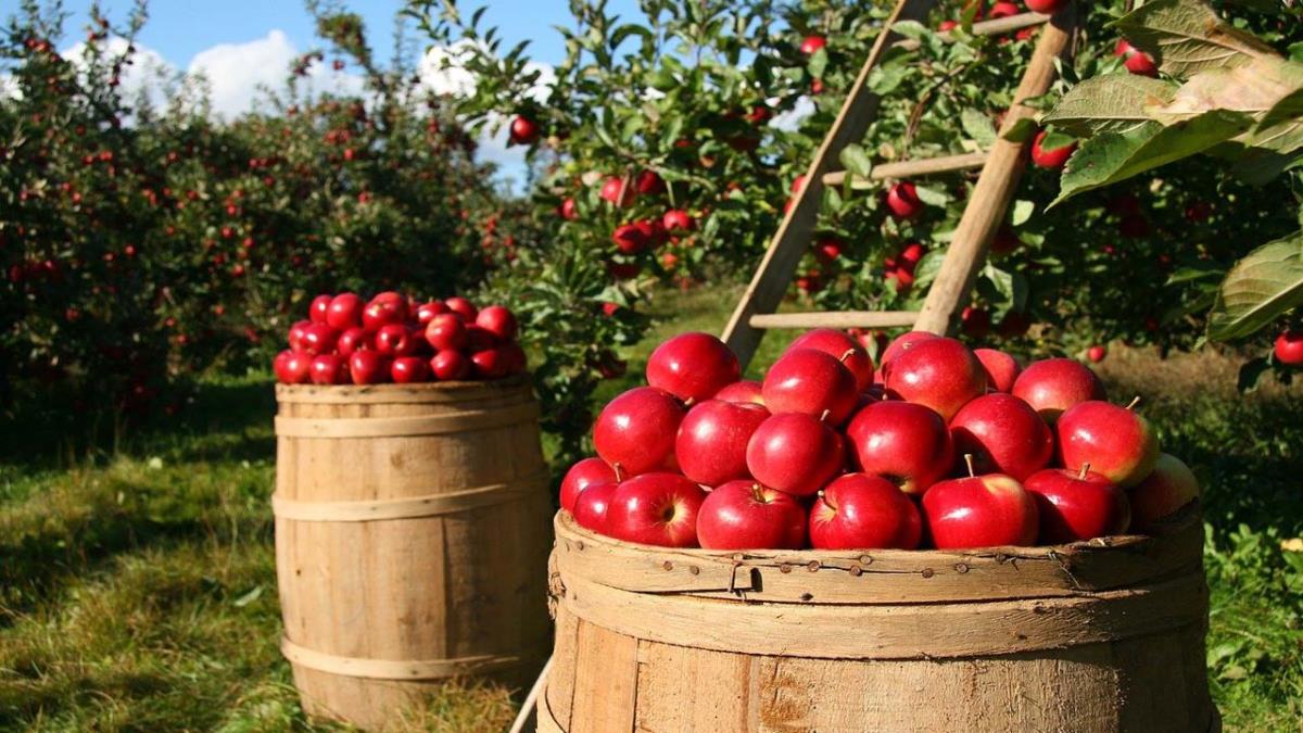 El Gobierno regional financiará hasta el 30% del seguro agrario del que se podrán beneficiar más de 10.000 personas