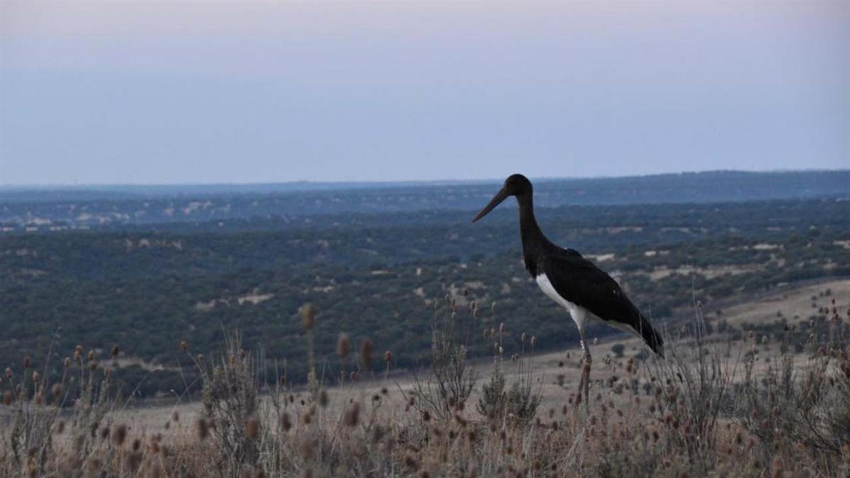 Es una especie catalogada en serio peligro de extinción en la Comunidad Autónoma de Madrid