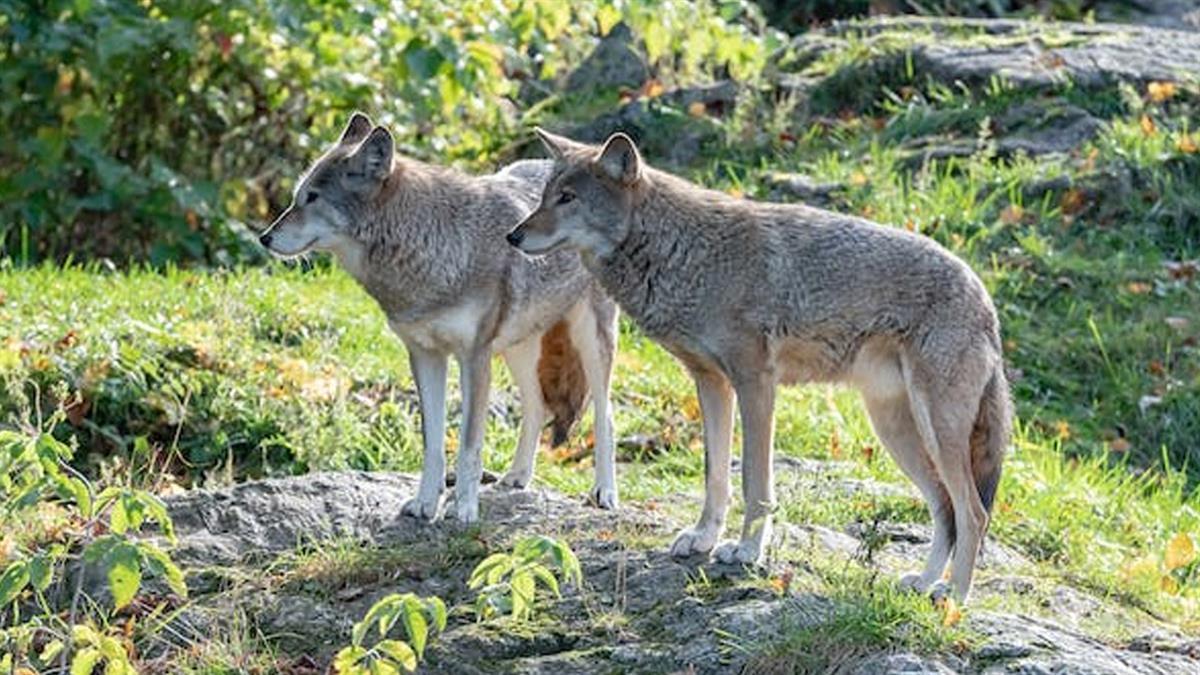 El Escorial establece las bases reguladoras para limitar posibles daños provenientes de poblaciones de lobos