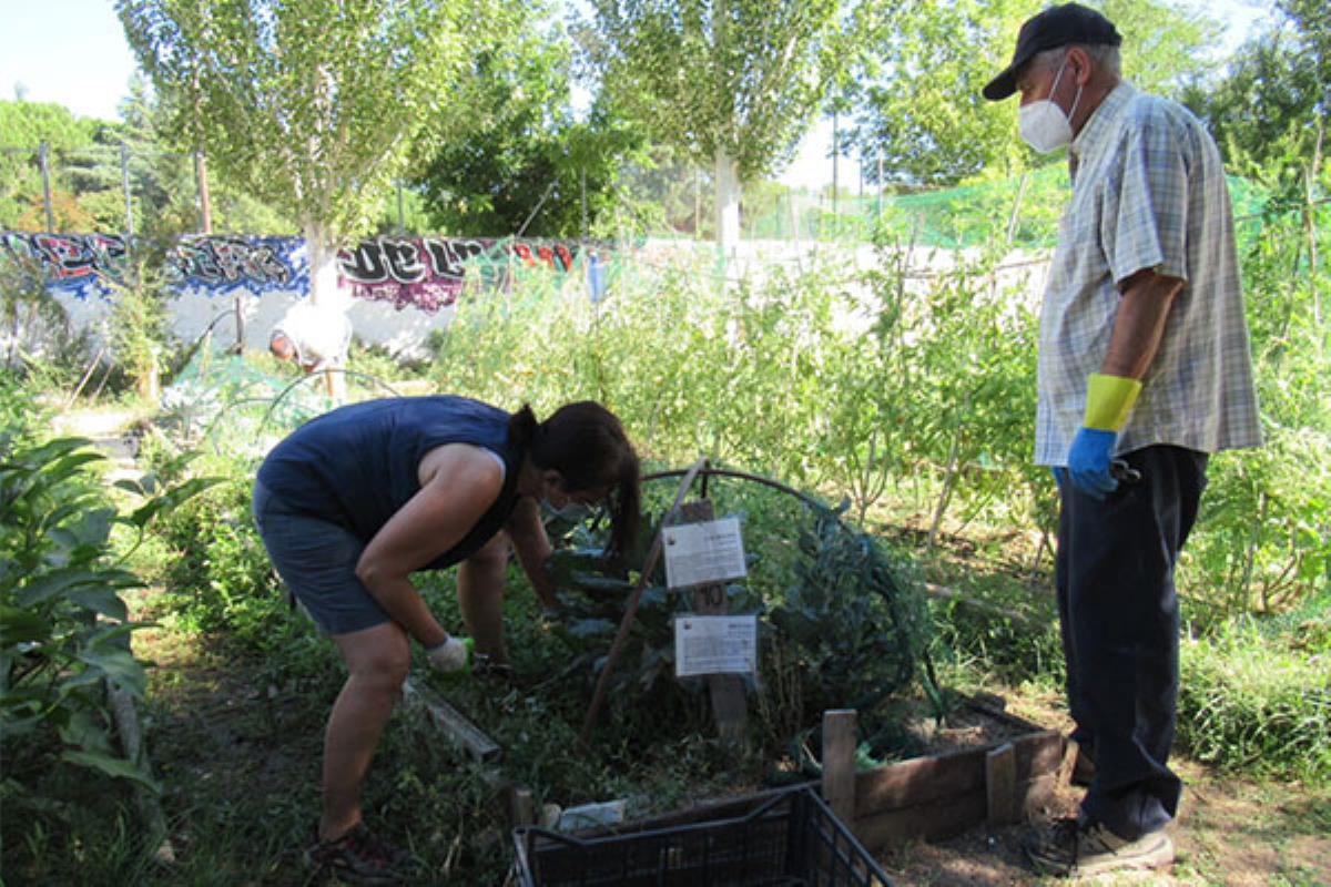 Las próximas semanas se recolectarán 100 kilos de productos frescos