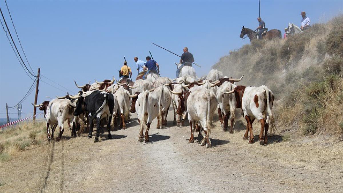 Un grupo de caballistas guiarán la bueyada por las calles de Galapagar hasta llegar a la Ermita 