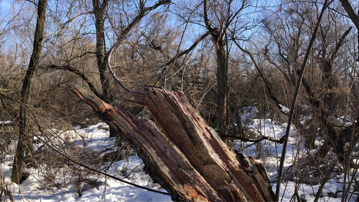 Tras el compromiso del alcalde por las pérdidas de la borrasca se ha realizado la mayor campaña de plantación de la historia 