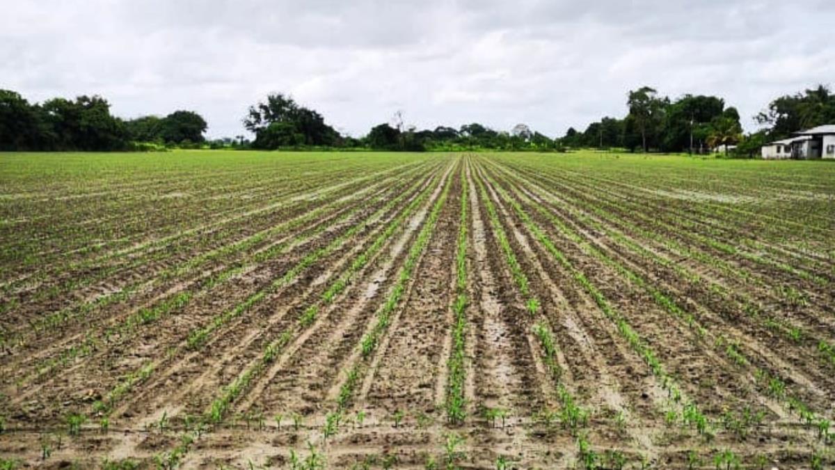 A esto se le suman los daños que dejo el temporal Filomena 