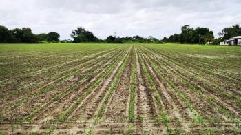 A esto se le suman los daños que dejo el temporal Filomena 