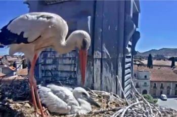 SEO BirdLife, en colaboración con el Ayuntamiento de Alcalá, pone en marcha la webcam que retransmite en directo la vida en el nido de cigüeña blanca 