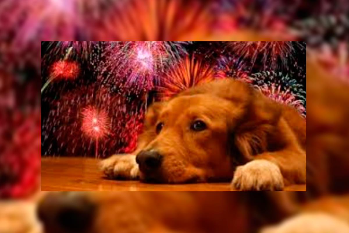 Entre los efectos que pueden provocar destacan estrés, ansiedad, taquicardia, micción o intentos incontrolados de escape