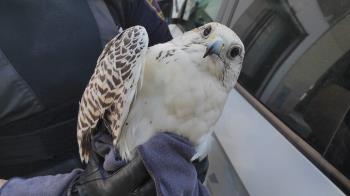 Ambos ejemplares han sido localizados en diferentes zonas del municipio