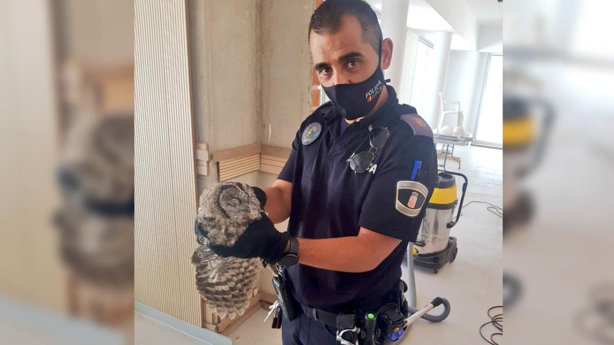 Los agentes consiguen coger un búho que se encontraba en las obras de los nuevos juzgados