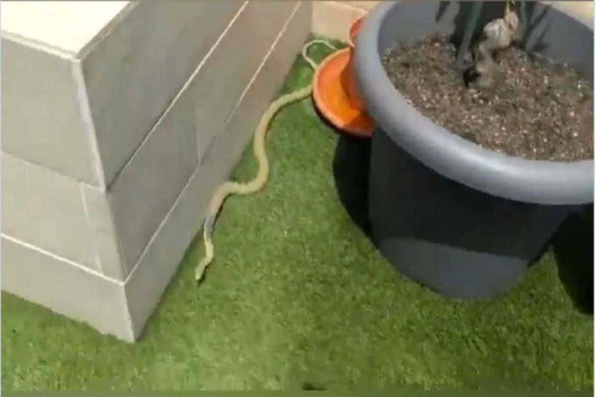 El reptil se había refugiado detrás de una maceta del domicilio