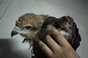 Un vecino dedicado a la cetrería se ocupó del ave hasta la llegada de la protectora