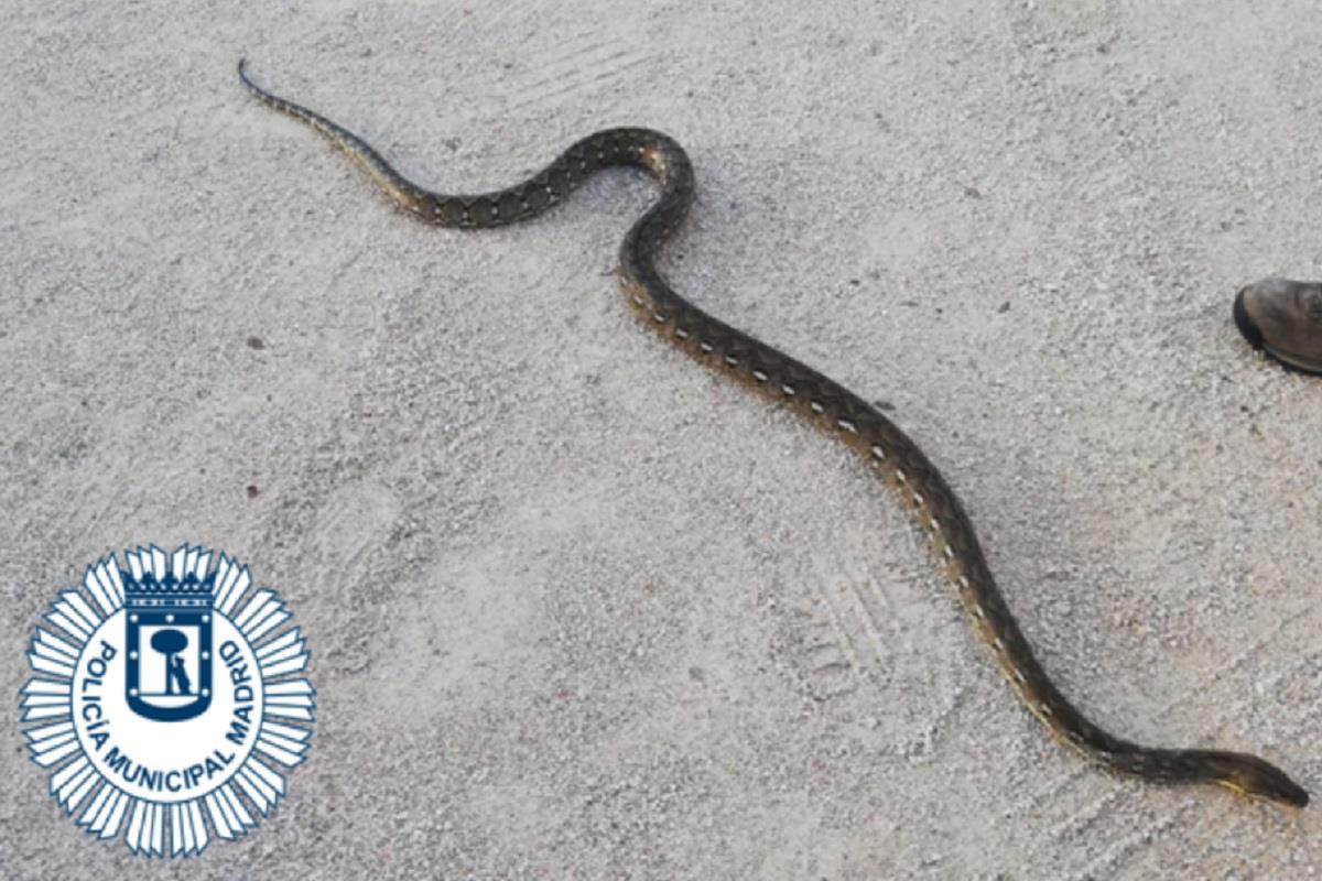 El suceso ocurrió el pasado domingo en el barrio de Estrecho