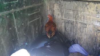 La policía ha recordado que tirar animales vivos a la basura es un delito 