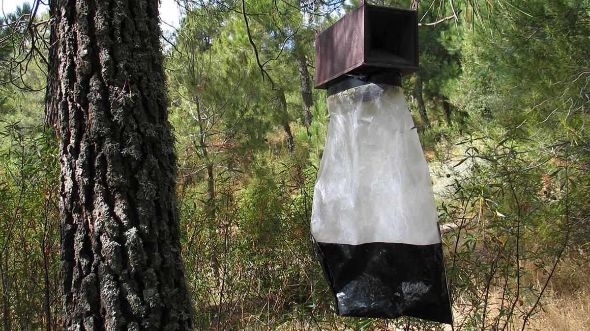 Se extiende por 65.000  hectáreas de pinar en la región 
