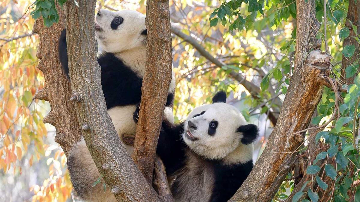 Madrid prepara más de 1.300 actividades hasta el 20 de noviembre