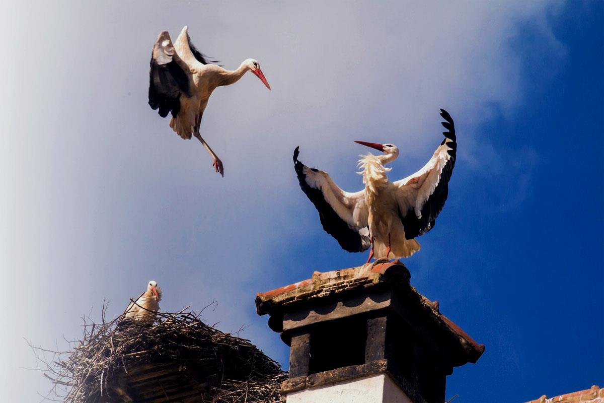 Nuestras aves más significativas recobran protagonismo e impactan al mundo entero