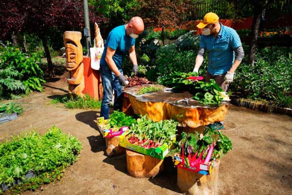 Las hortalizas recolectadas se han puesto a disposición de los servicios sociales del distrito de Retiro