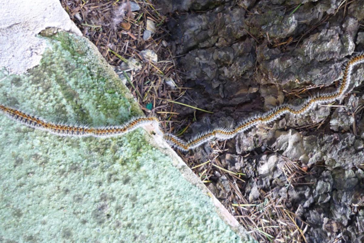 El plazo para solicitar el tratamiento del arbolado se abre el 14 de septiembre