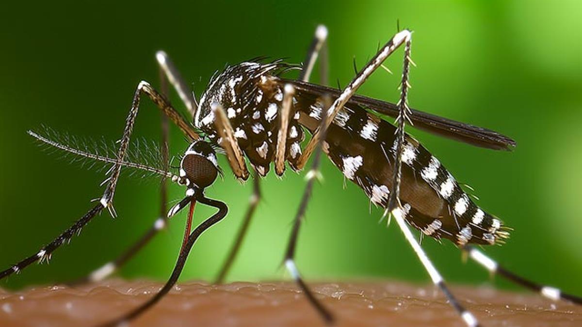 El Ayuntamiento ha preparado un Plan de Gestión del Mosquito Tigre en la localidad 