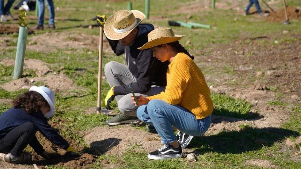 La localidad ha obtenido el premio “Tree Cities of the World 2025”