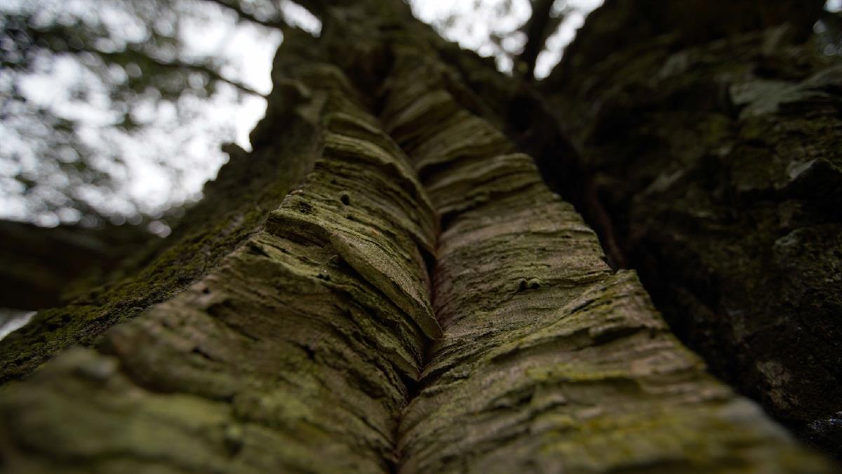 Otras 209 ciudades de todo el mundo también han recibido esta distinción,