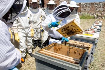 Cuenta, actualmente, con 660.000 abejas, aproximadamente