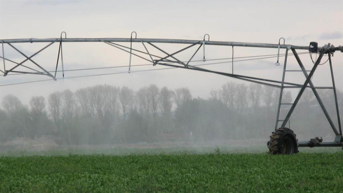 Desde el IMIDRA, la Comunidad de Madrid estudia la resistencia hídrica de la almorta, la alholva y el garbanzo negro