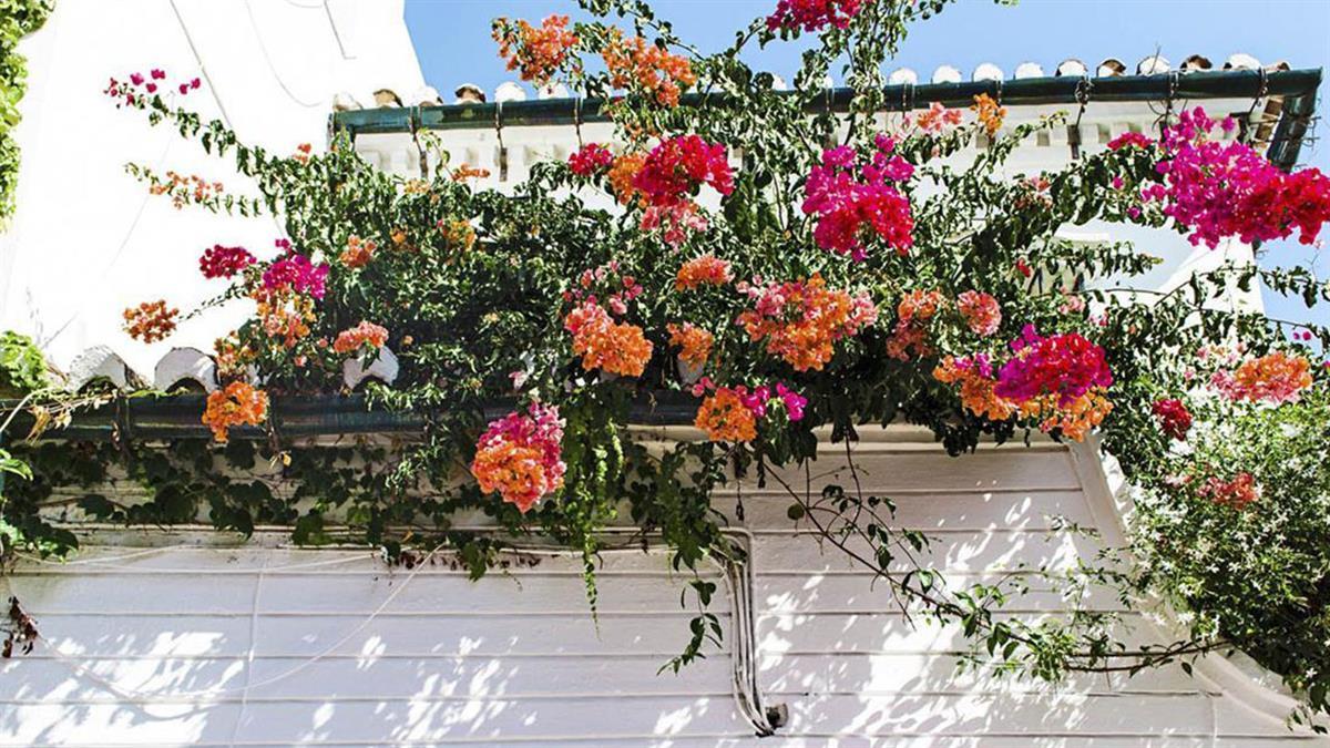 Esta iniciativa pretende adornar con flores y plantas los balcones y terrazas