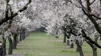 Uno de los parques más bellos de la capital ya se encuentra abierto, además de disponer de un tour virtual