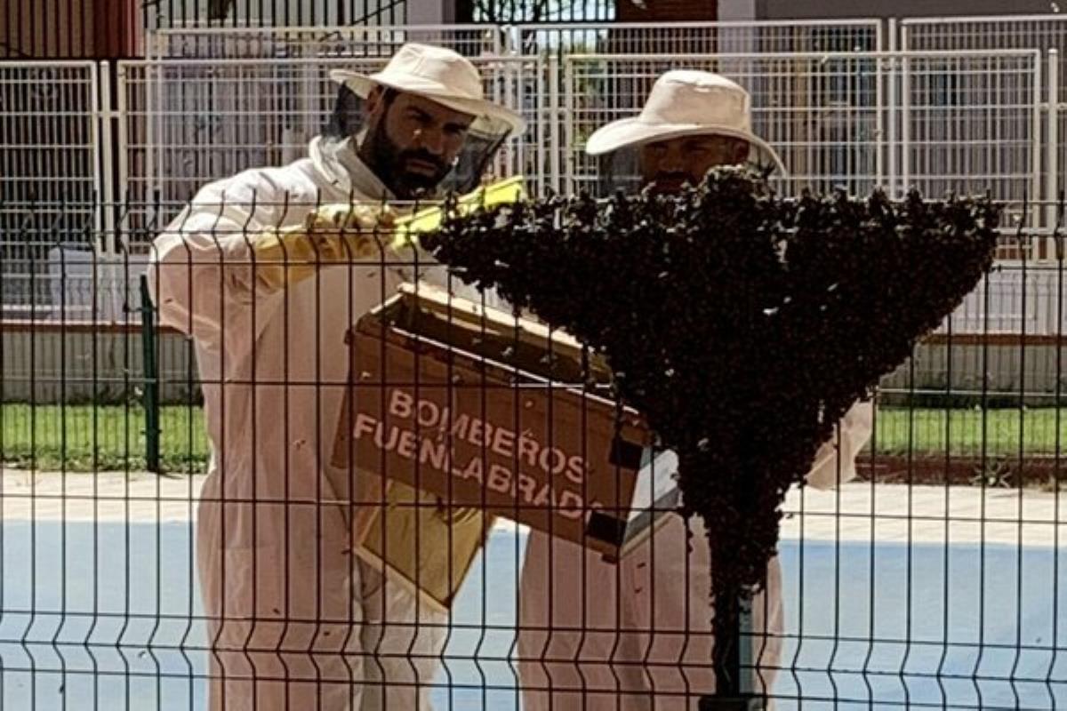 El buen tiempo invitó a estas abejas a acudir a la zona de la piscina de esta urbanización 