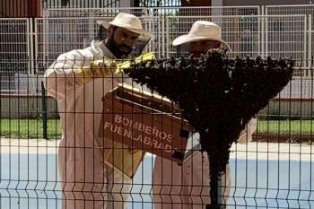 El buen tiempo invitó a estas abejas a acudir a la zona de la piscina de esta urbanización 