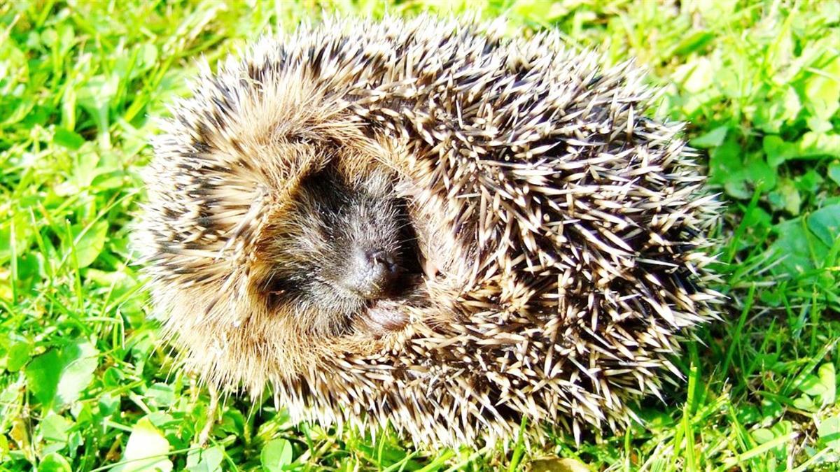 Piden una mayor vigilancia de las zonas sensibles y la persecución de esta práctica